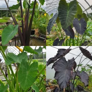 Colocasie