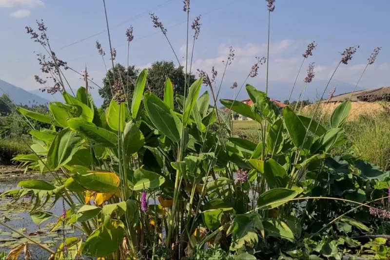 coltivare le piante palustri