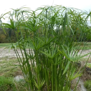 cyperus alternifolius falso papiro