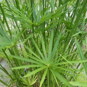 cyperus alternifolius falso papiro