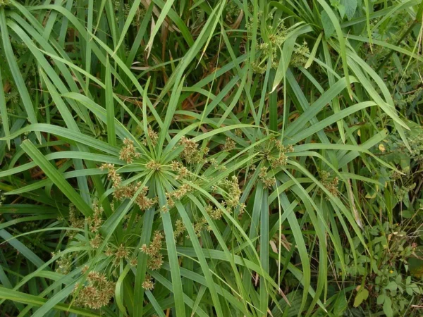 cyperus alternifolius falso papiro