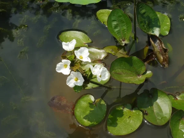 echinodorus cordifolius harbich