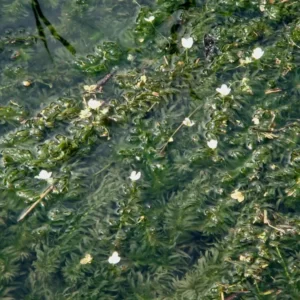 egeria densa peste d'acqua maggiore