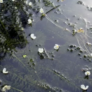 egeria densa peste d'acqua maggiore