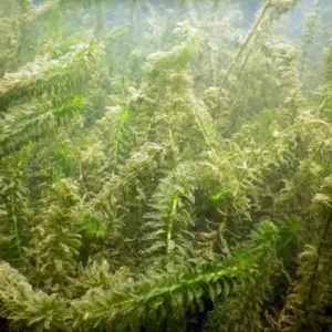 egeria densa peste d'acqua maggiore