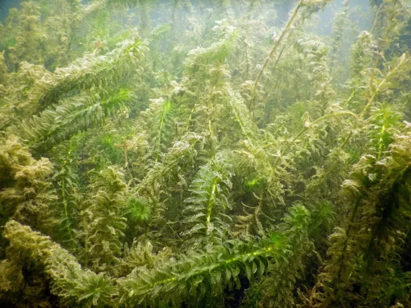 egeria densa peste d'acqua maggiore