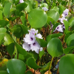 eichhornia azurea giacinto d'acqua ancorato