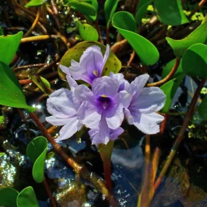 eichhornia azurea giacinto d'acqua ancorato