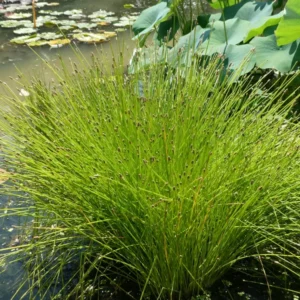 eleocharis obtusa giunchina ottusa