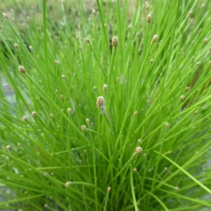 eleocharis obtusa giunchina ottusa