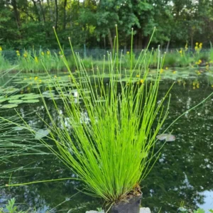 eleocharis obtusa giunchina ottusa