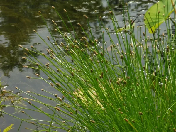 eleocharis obtusa giunchina ottusa