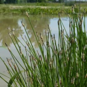 eleocharis palustris giunchina comune