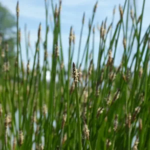 eleocharis palustris giunchina comune