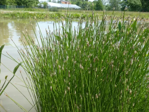 eleocharis palustris giunchina comune