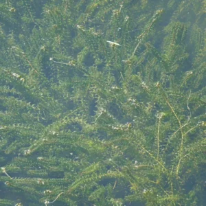 elodea canadensis peste d'acqua comune