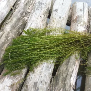 elodea canadensis peste d'acqua comune