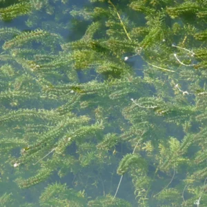 elodea canadensis peste d'acqua comune