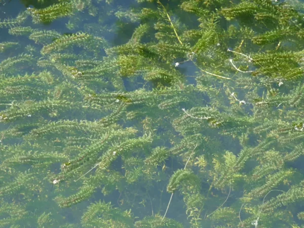 elodea canadensis peste d'acqua comune