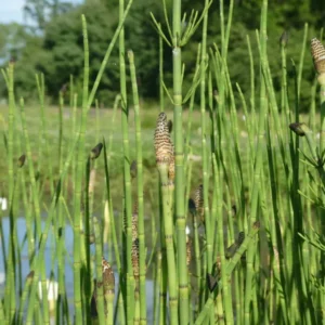 equisetum palustris equiseto palustre