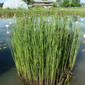 equisetum palustris equiseto palustre