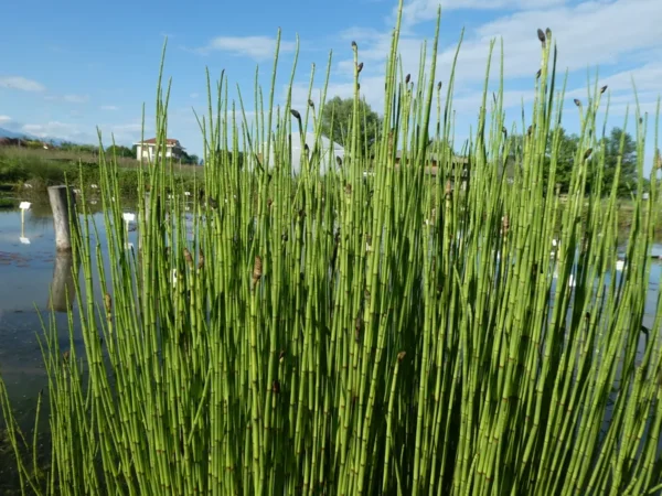 equisetum palustris equiseto palustre