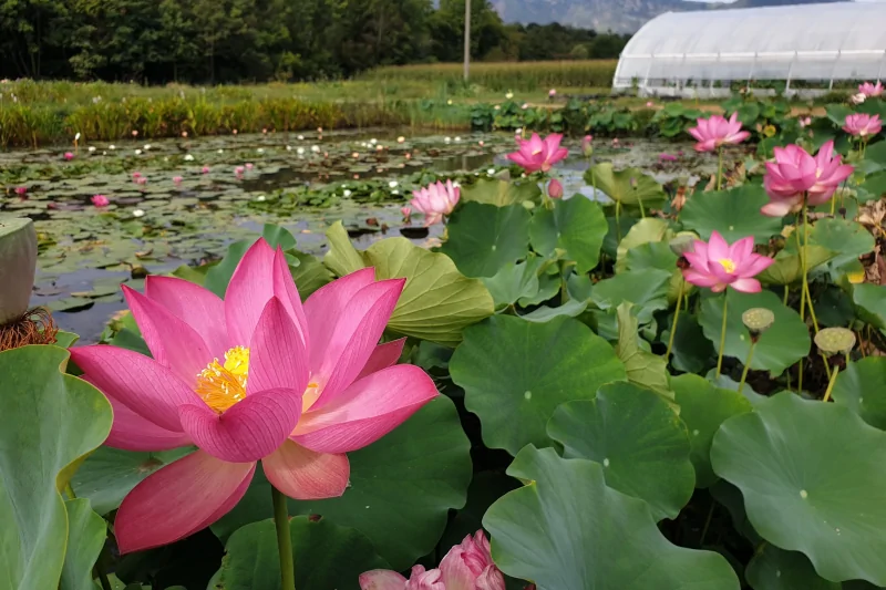 Perchè il mio fior di loto non fiorisce? - Piante Acquatiche Vivaio