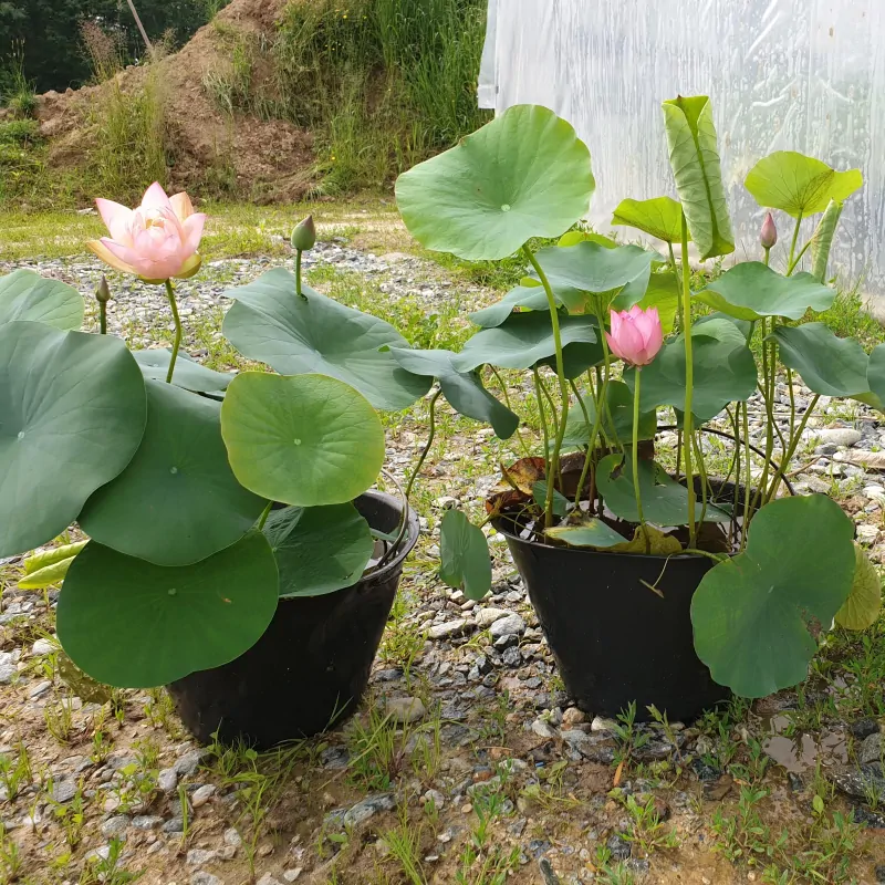 20 Semi Di Loto E Ninfee - Piante Acquatiche Per Laghetto O Vaso - Foto 3