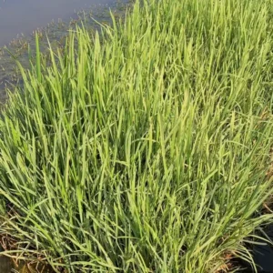 glyceria maxima variegata