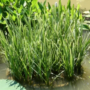 glyceria maxima variegata