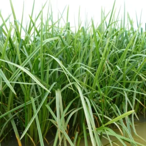 glyceria maxima variegata
