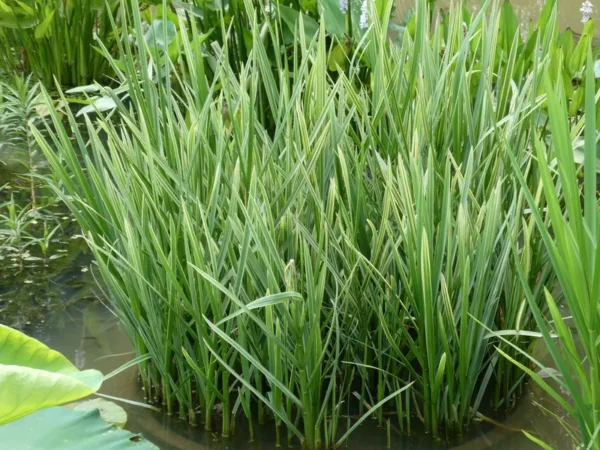 glyceria maxima variegata
