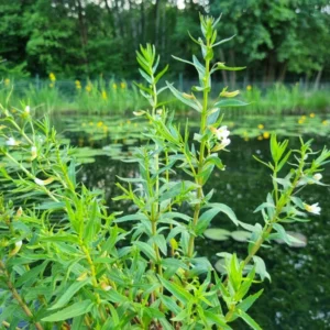 gratiola officinalis graziola