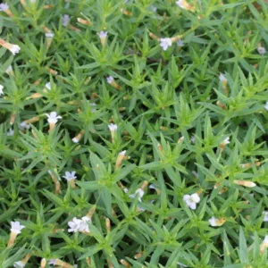 gratiola officinalis graziola