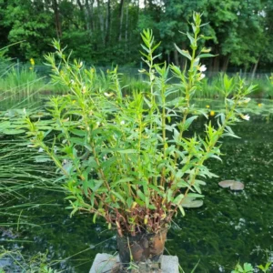 gratiola officinalis graziola