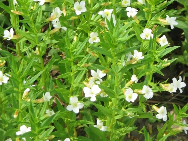 gratiola officinalis graziola