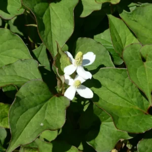 houttuynia cordata