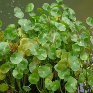 hydrocotyle bonariensis