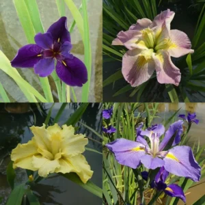 Iris palustri o iris d'acqua