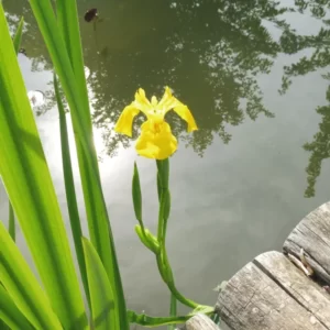 iris pseudacorus giaggiolo acquatico