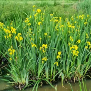 iris pseudacorus giaggiolo acquatico