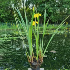 iris pseudacorus giaggiolo acquatico