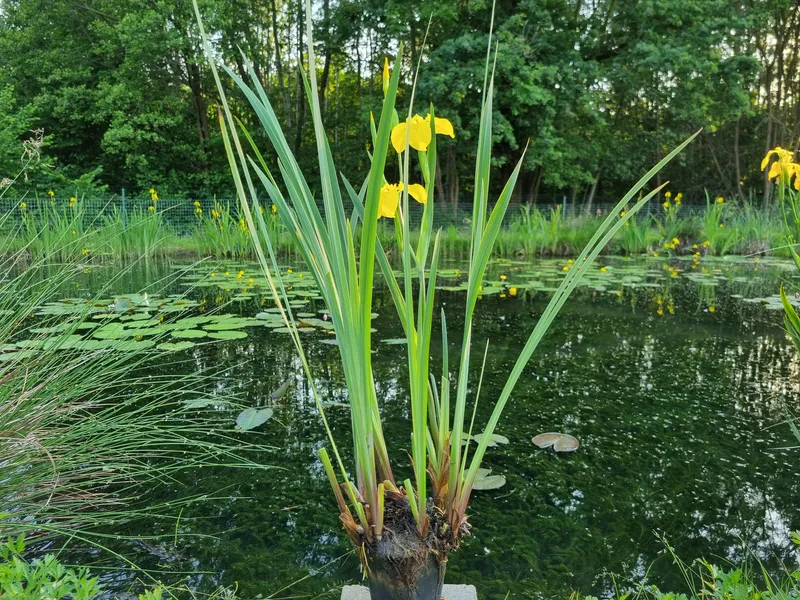 Iris Ensata kaempferi - Giaggiolo acquatico - pianta palustre taglia media con fiore viola per laghetto