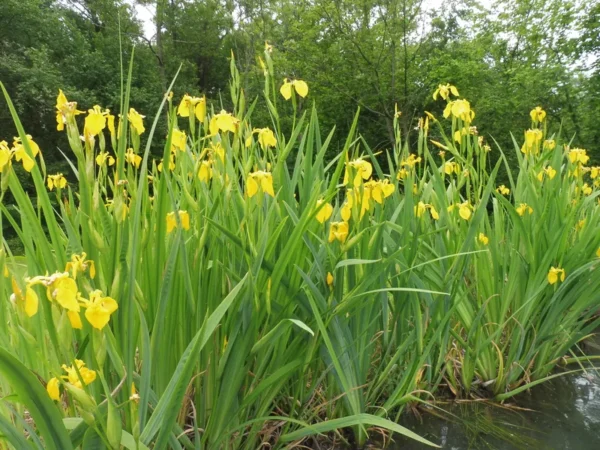 iris pseudacorus giaggiolo acquatico