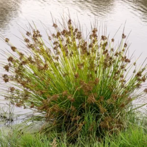 juncus effusus giunco comune