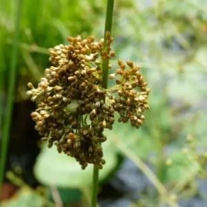 juncus effusus giunco comune