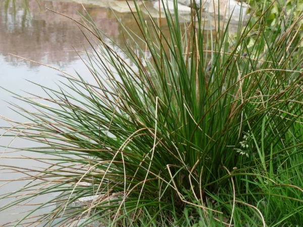 juncus effusus giunco comune