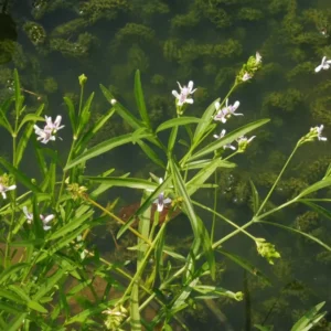 justicia americana salice acquatico