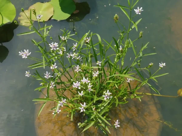 justicia americana salice acquatico