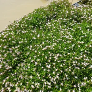 lobelia chinensis